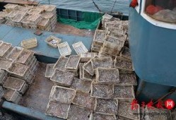 江苏爆料非法捕捞案件最新,守护碧水清波，严惩违法行为